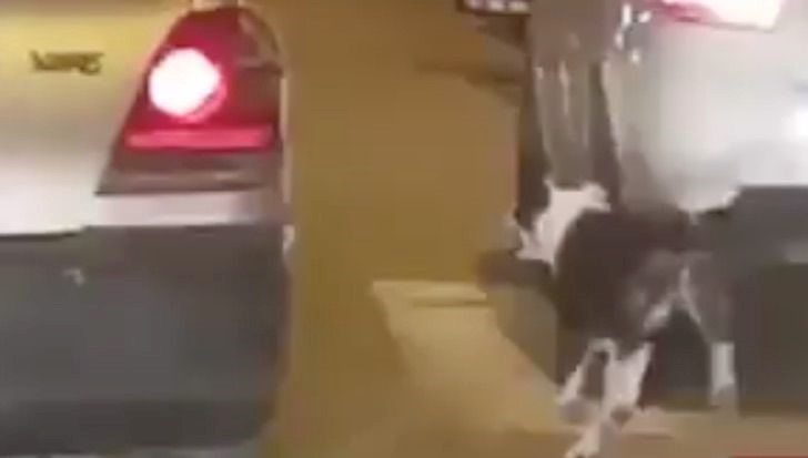 perro abandonado