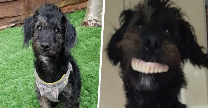 Perro dentadura postiza