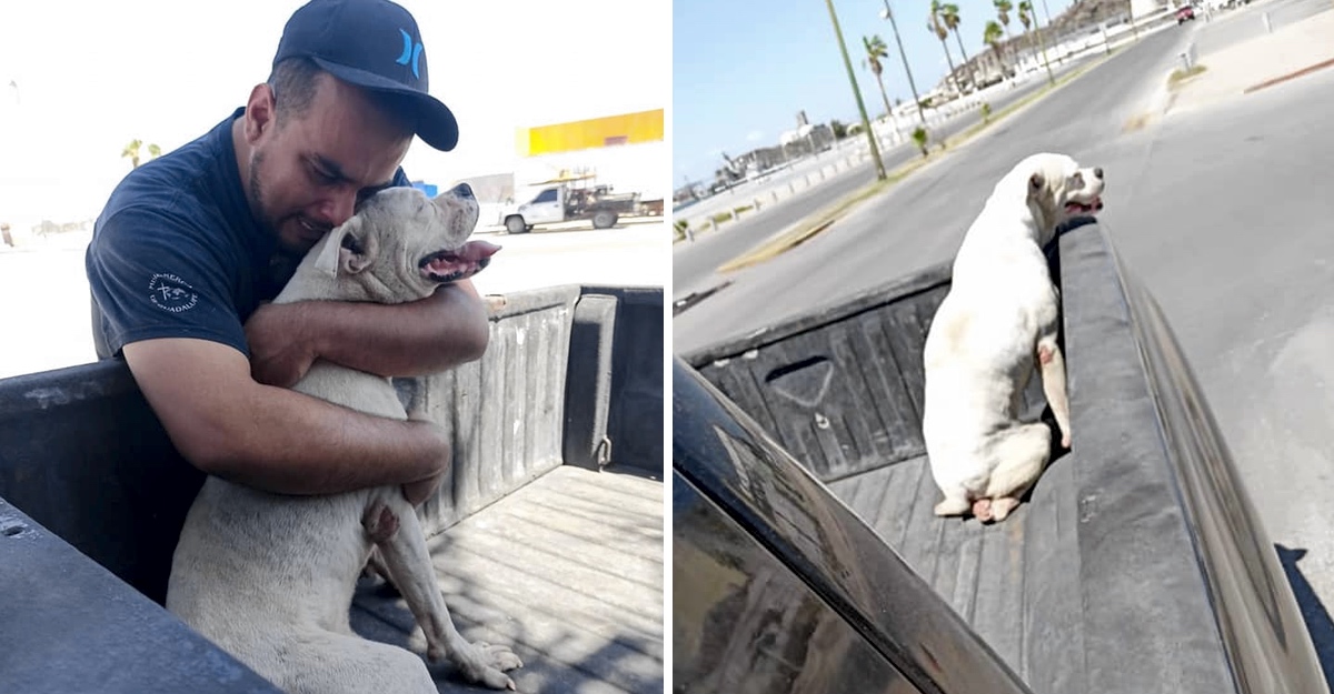último paseo de un perro