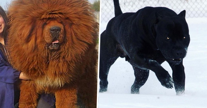 Razas de perros con características únicas