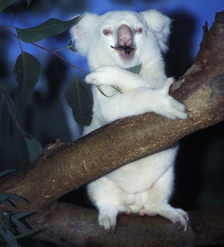 animales albinos increíbles