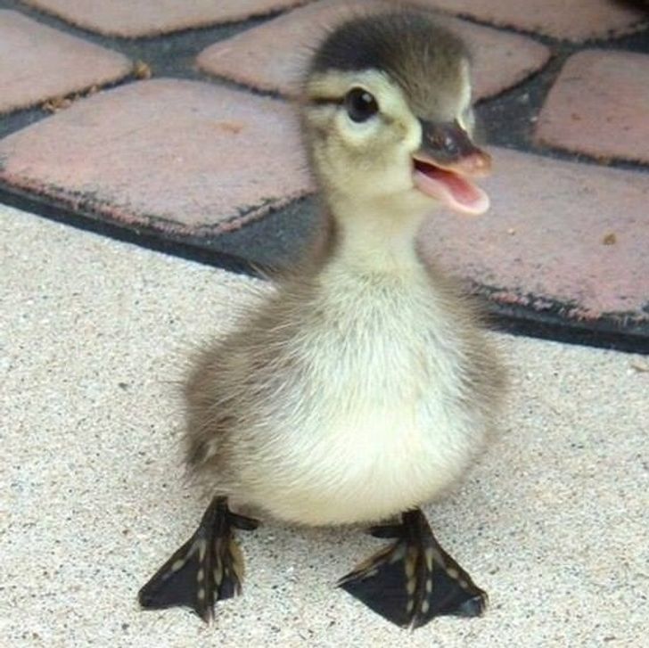increíbles selfies de mascotas
