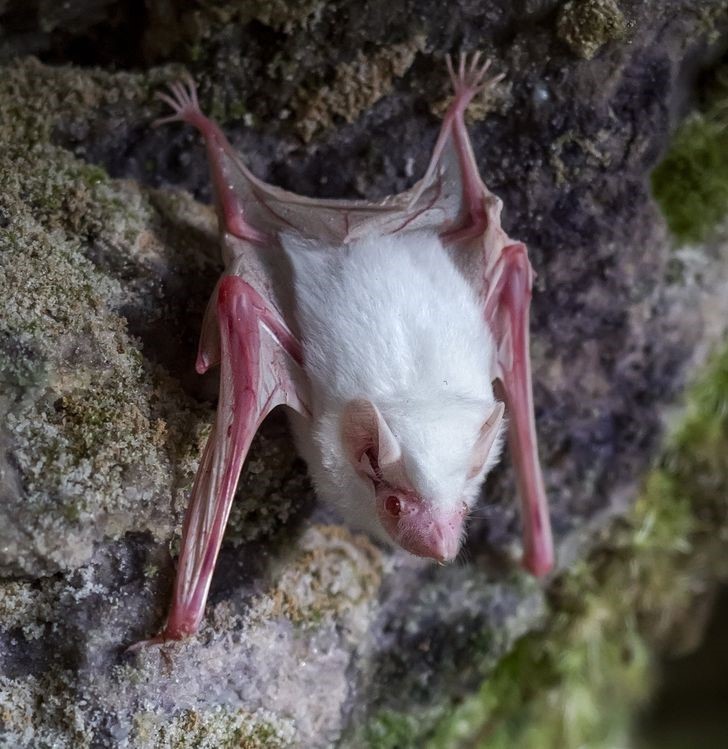 Animales albinos increíbles