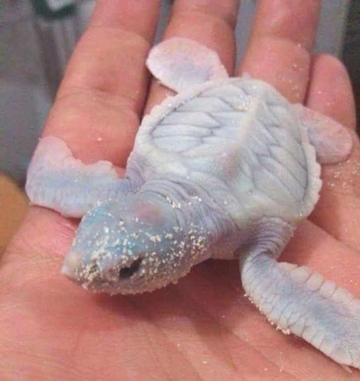 animales albinos increíbles