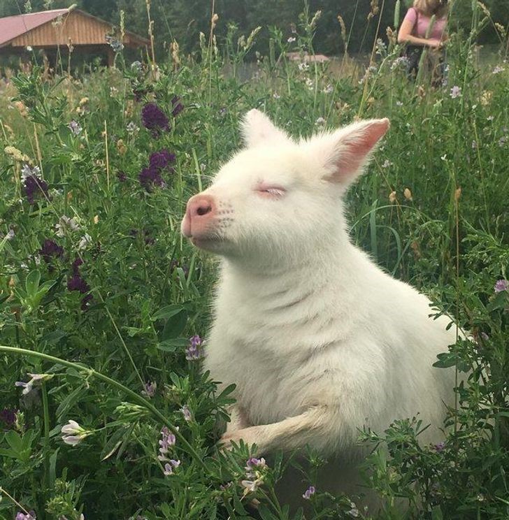 animales albinos increíbles