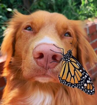mariposas monarca y un perro