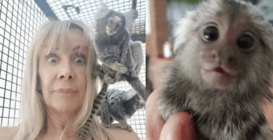 Mujer rescató a dos monos Tití