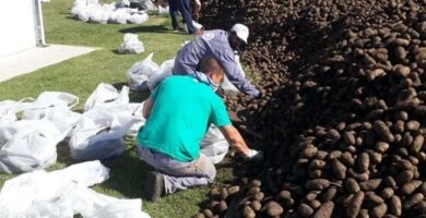 10 millones de kilos de papas se rescataron