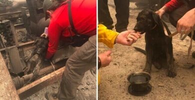 Policía de California rescató a un perro