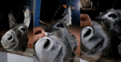encuentro de un burro con su dueña