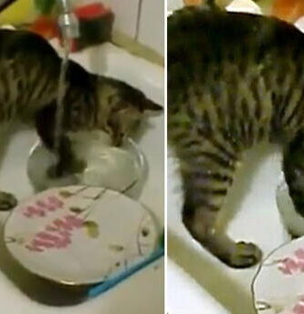 gato lava los platos sucios
