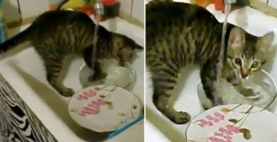 gato lava los platos sucios