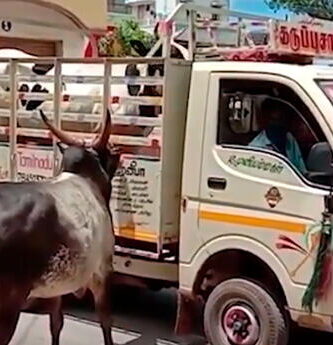 toro persiguió a un camión