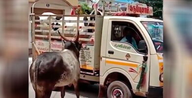 toro persiguió a un camión