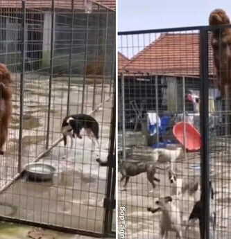 perro muy travieso