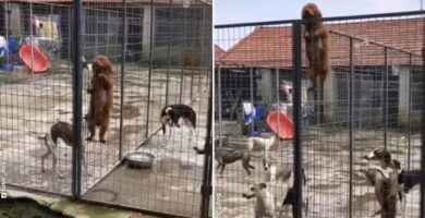 perro muy travieso
