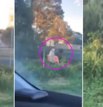 2 perros con peculiar comportamiento