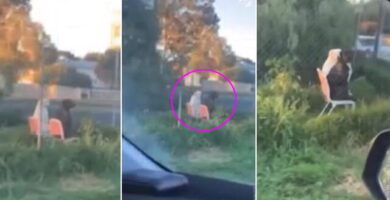 2 perros con peculiar comportamiento