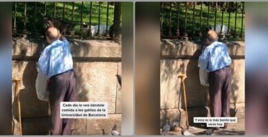 anciano alimenta a unos gatos