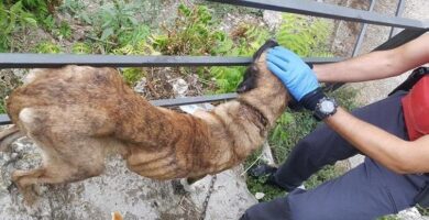 hombre que ocasionó heridas graves a su perra