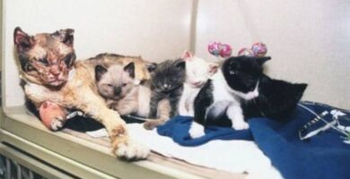 mamá gata arriesgo su vida