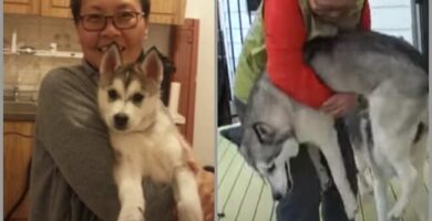reencuentro de un Husky con su abuela