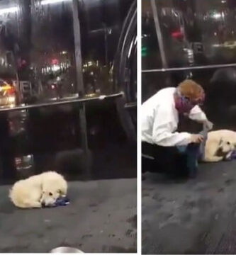 se quitó su abrigo para proteger a un perro callejero