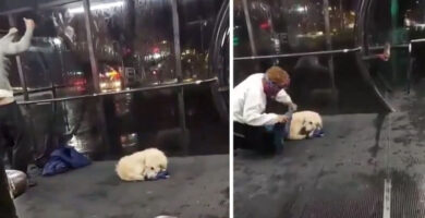 se quitó su abrigo para proteger a un perro callejero