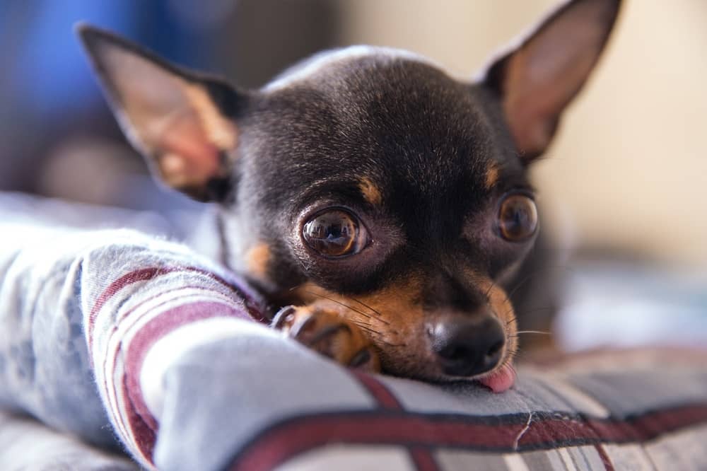 Hombre ahogó al perro de su pareja