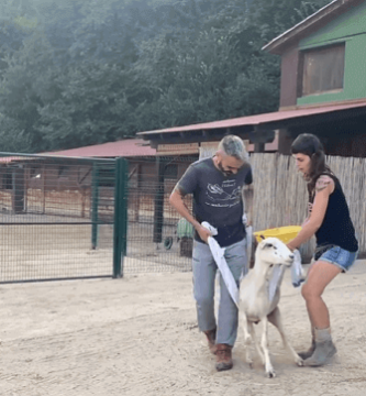 Oveja fue rescatada de la muerte