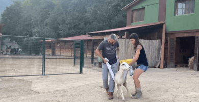 Oveja fue rescatada de la muerte