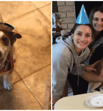 feliz reacción de un perro mayor