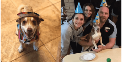 feliz reacción de un perro mayor