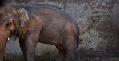 elefante de Pakistán