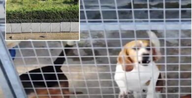 perros Beagles