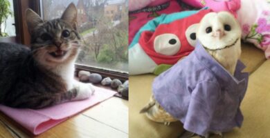 Memes-de-animales