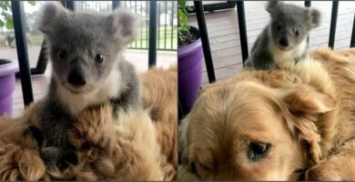 salvó a un koala