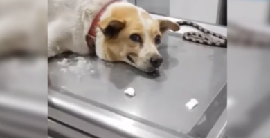 perro agradeció a su veterinario