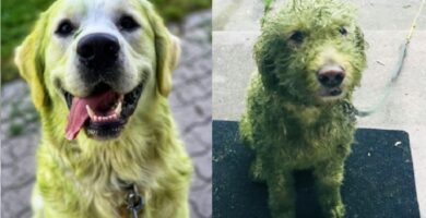 Perros-traviesos