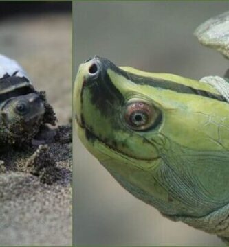 tortuga de techo birmana