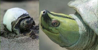 tortuga de techo birmana