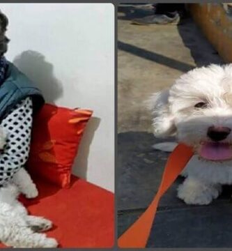 abuela suplica por su perrita desaparecida