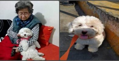abuela suplica por su perrita desaparecida