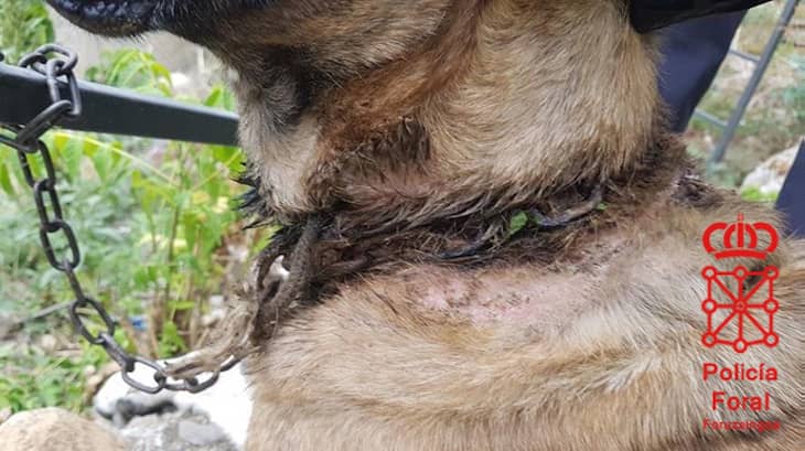 hombre que ocasionó heridas a su perra