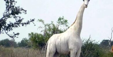 última jirafa blanca del planeta