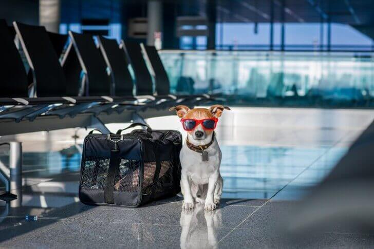 campaña para regular los viajes de mascotas
