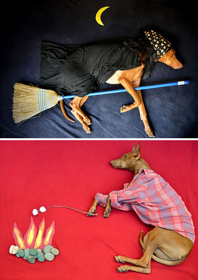 animales-domesticos (12)