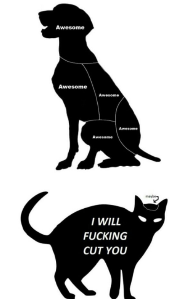 caricaturas-de-fotos-perros-gatos (15)