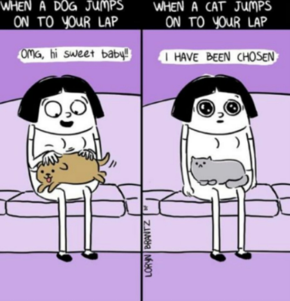 caricaturas-de-fotos-perros-gatos (2)