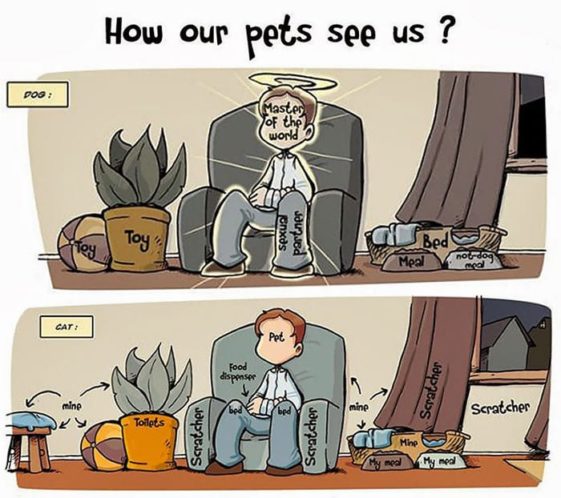 caricaturas-de-fotos-perros-gatos (26)